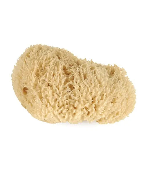 Natural Sea Sponges